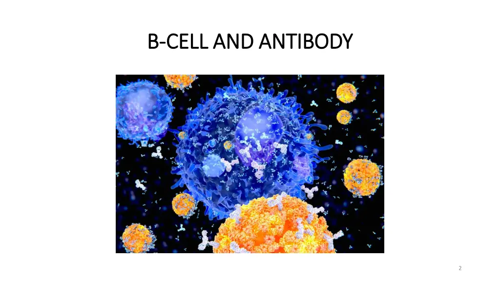 b b cell and antibody cell and antibody