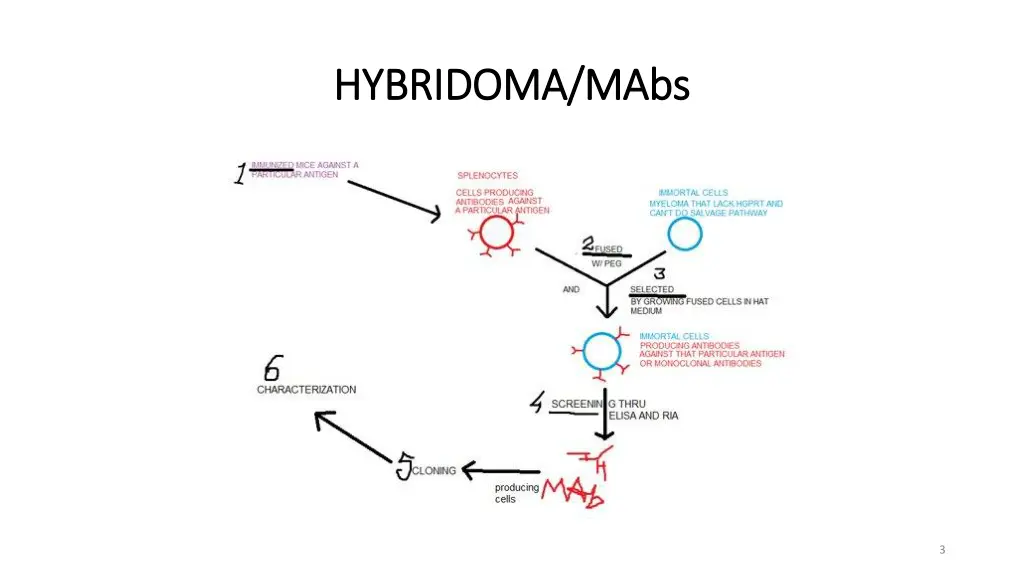 hybridoma hybridoma mabs