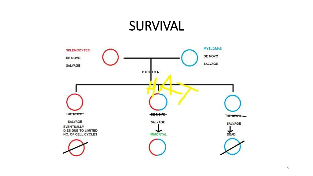survival survival