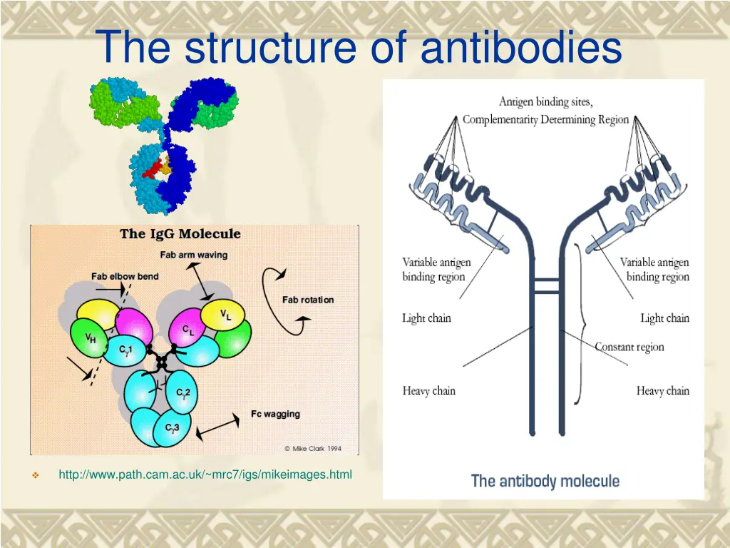 the structure of antibodies