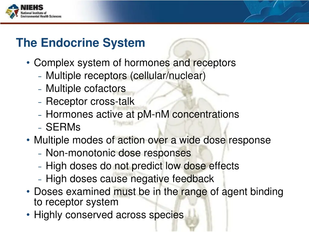 the endocrine system