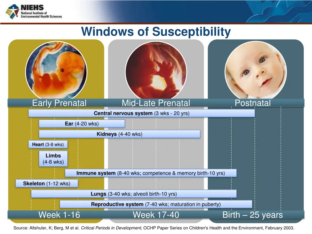 windows of susceptibility