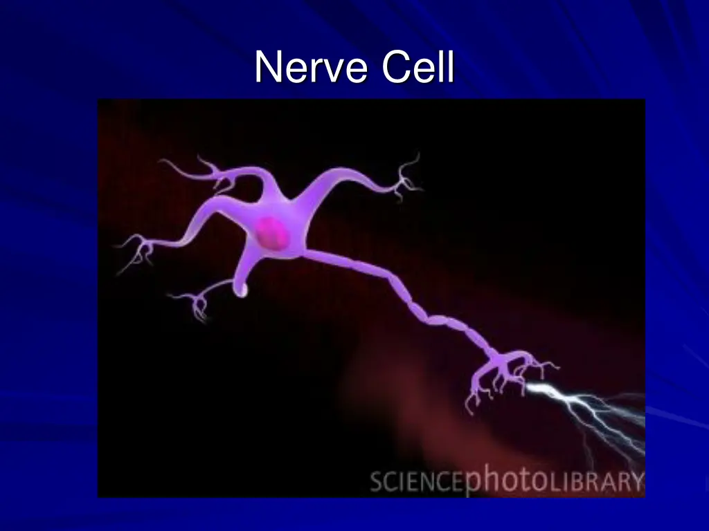 nerve cell
