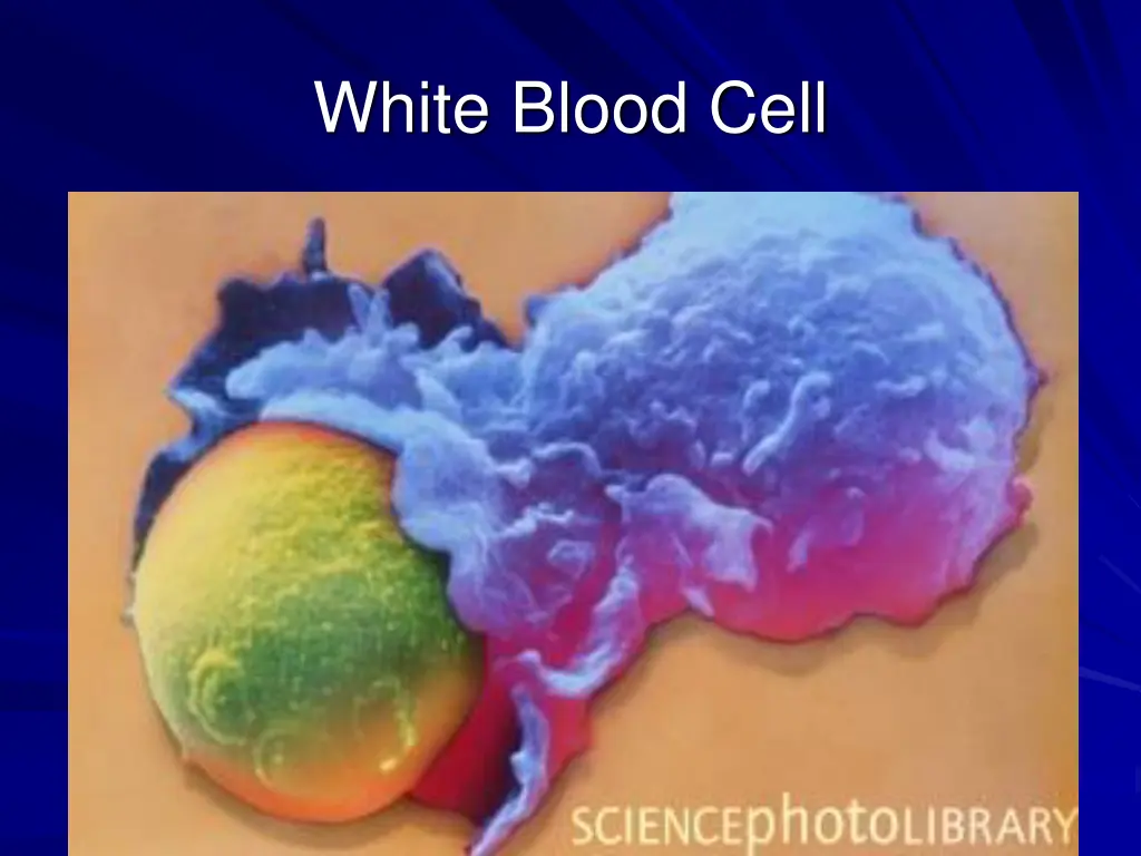 white blood cell