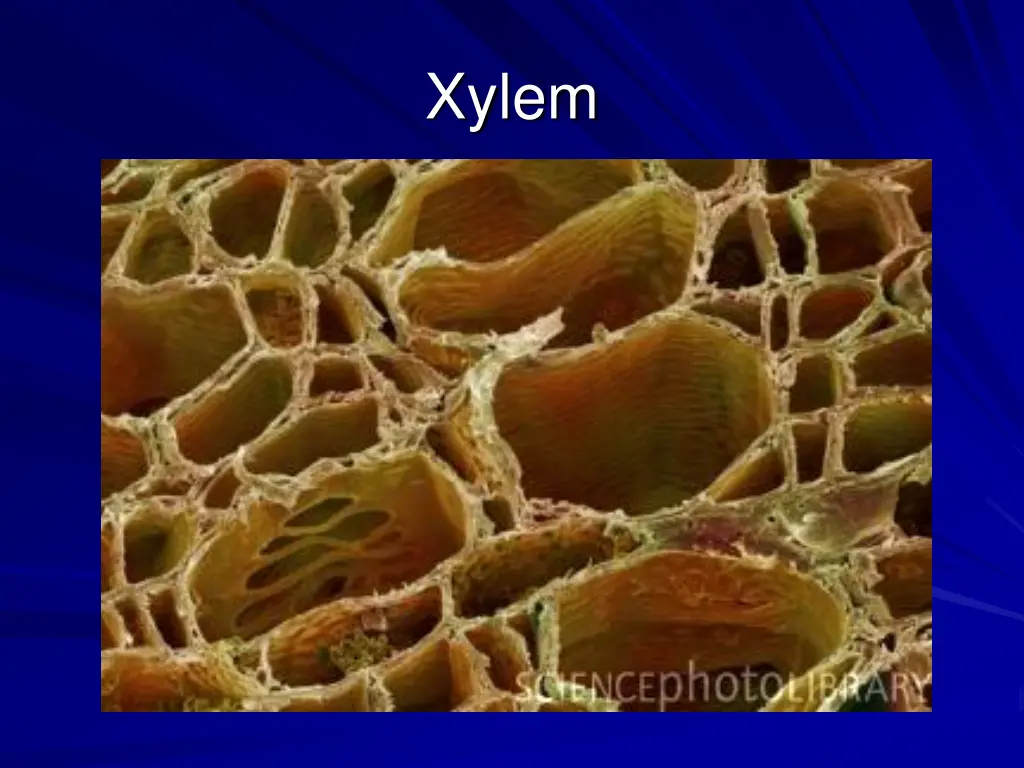 xylem