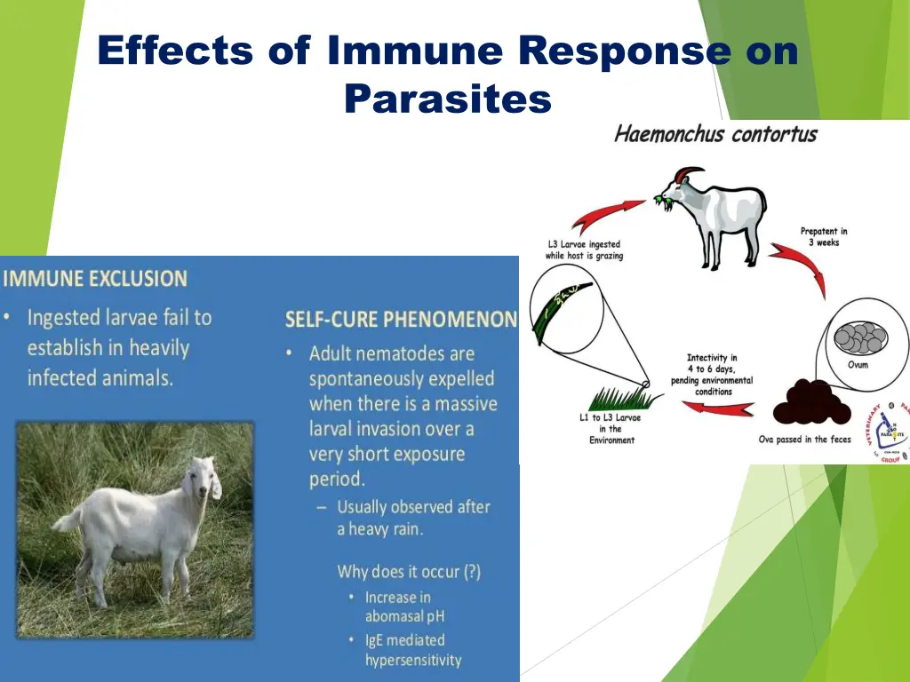 effects of immune response on parasites 2