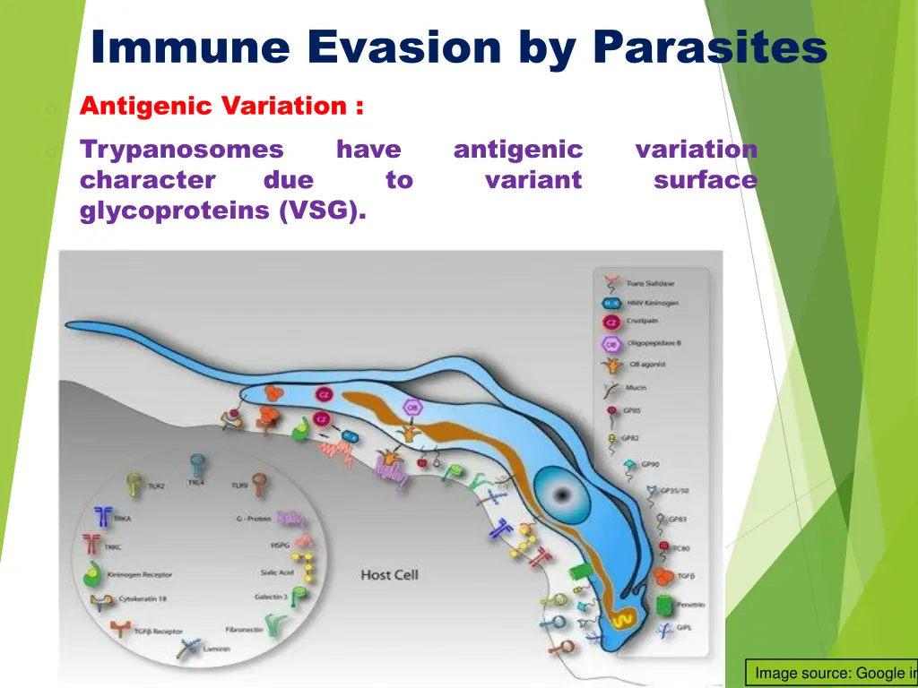 immune evasion by parasites o antigenic variation
