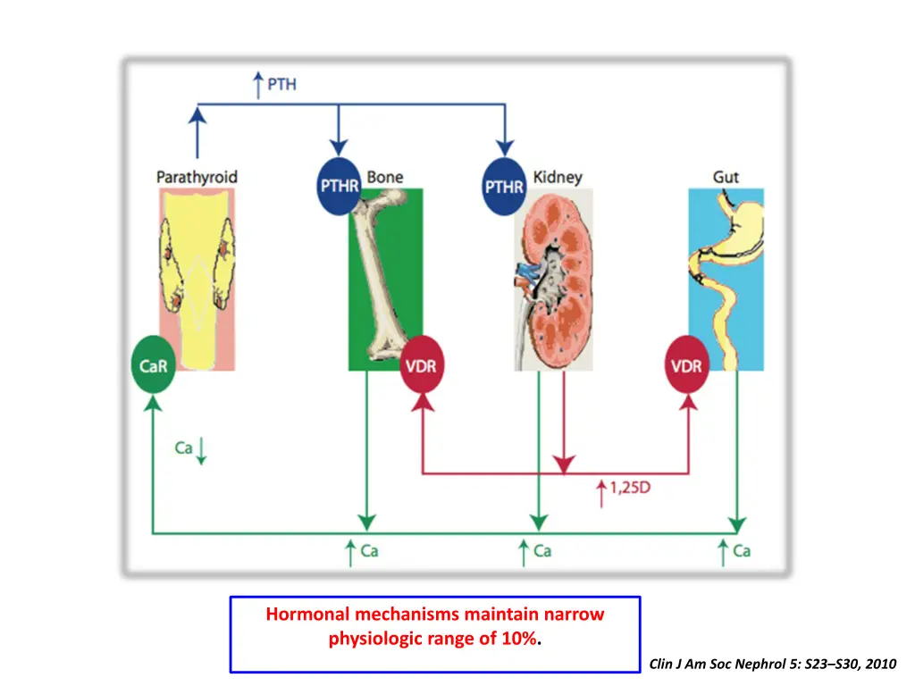 hormonal mechanisms maintain narrow physiologic