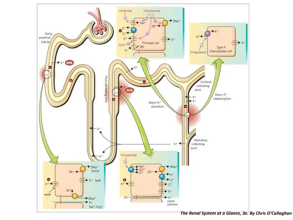 the renal system at a glance 3e by chris