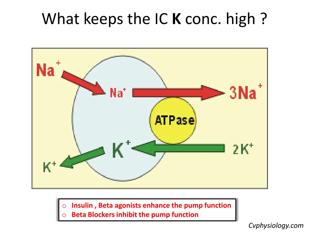 what keeps the ic k conc high