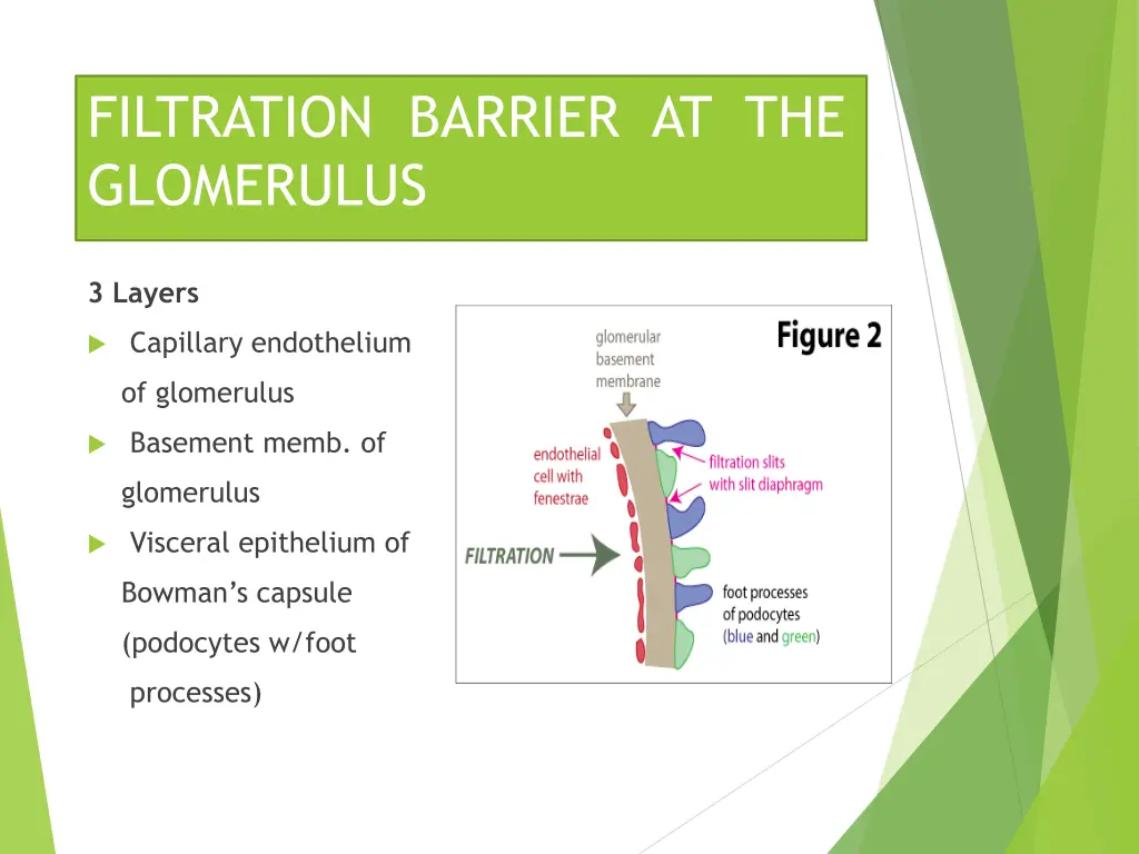 filtration barrier at the glomerulus