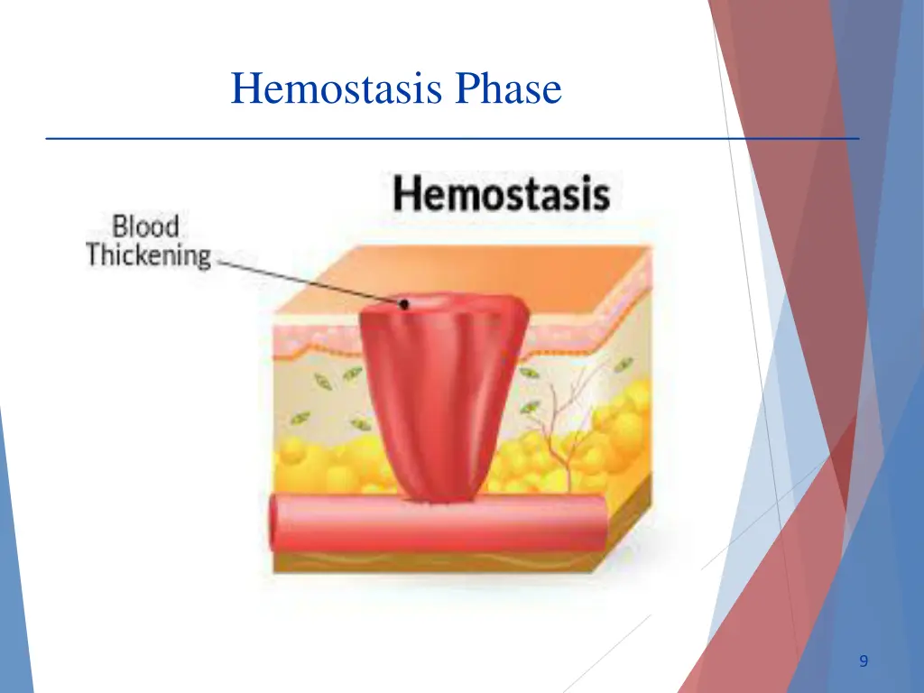 hemostasis phase 2