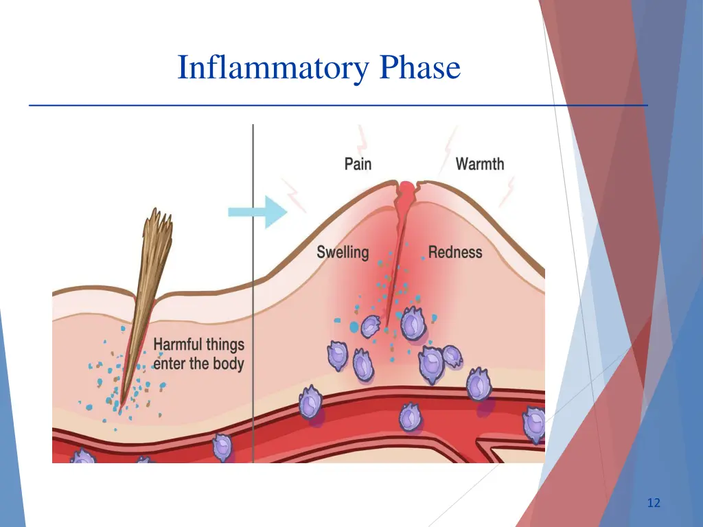 inflammatory phase 2