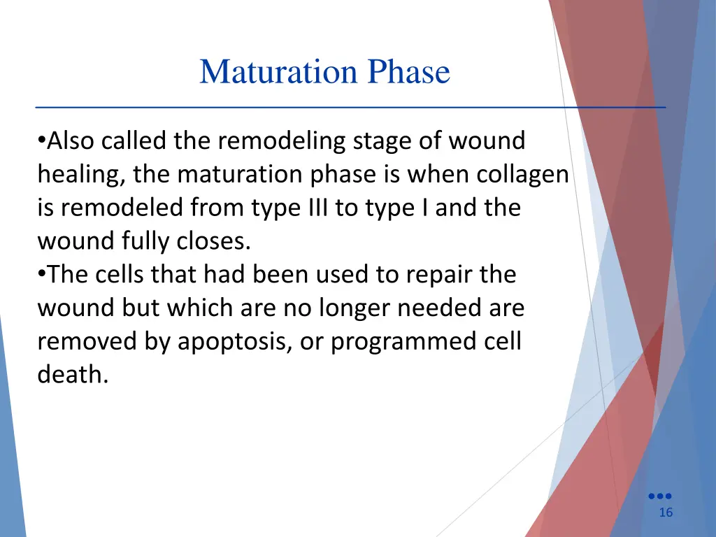 maturation phase