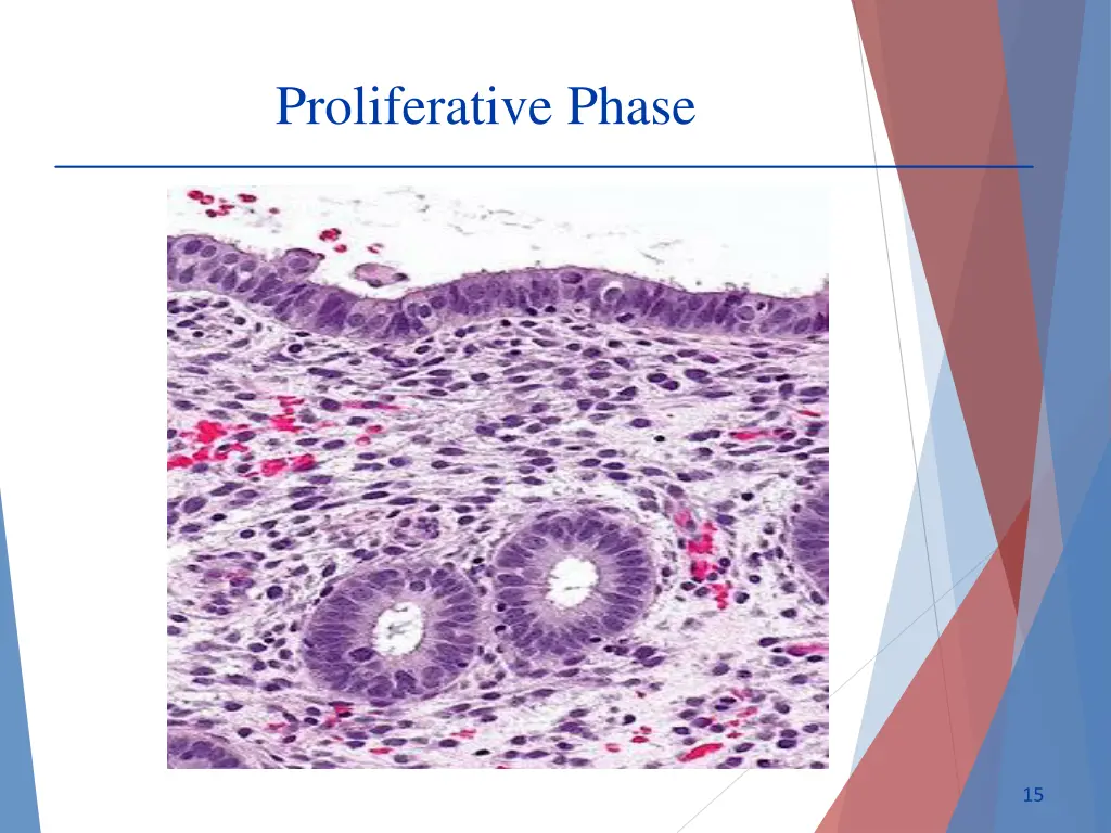 proliferative phase 2