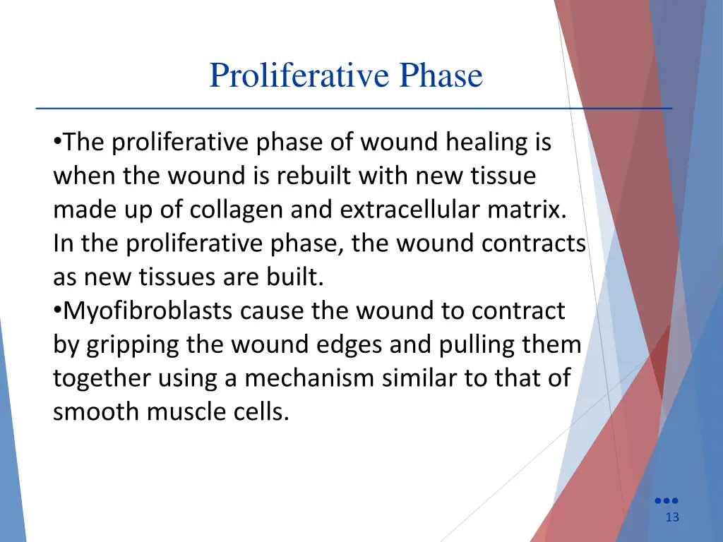 proliferative phase