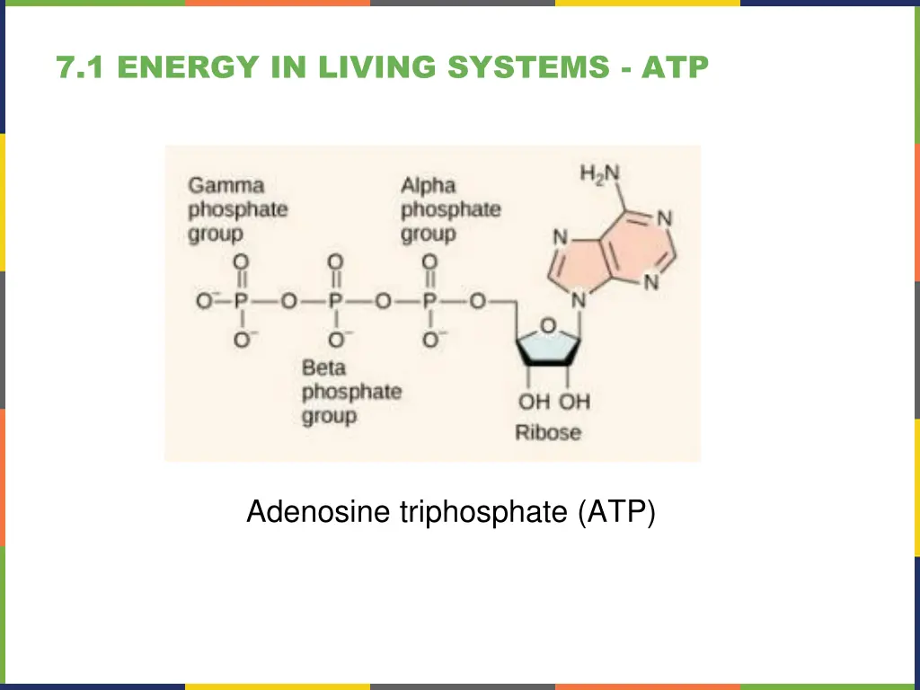 7 1 energy in living systems atp