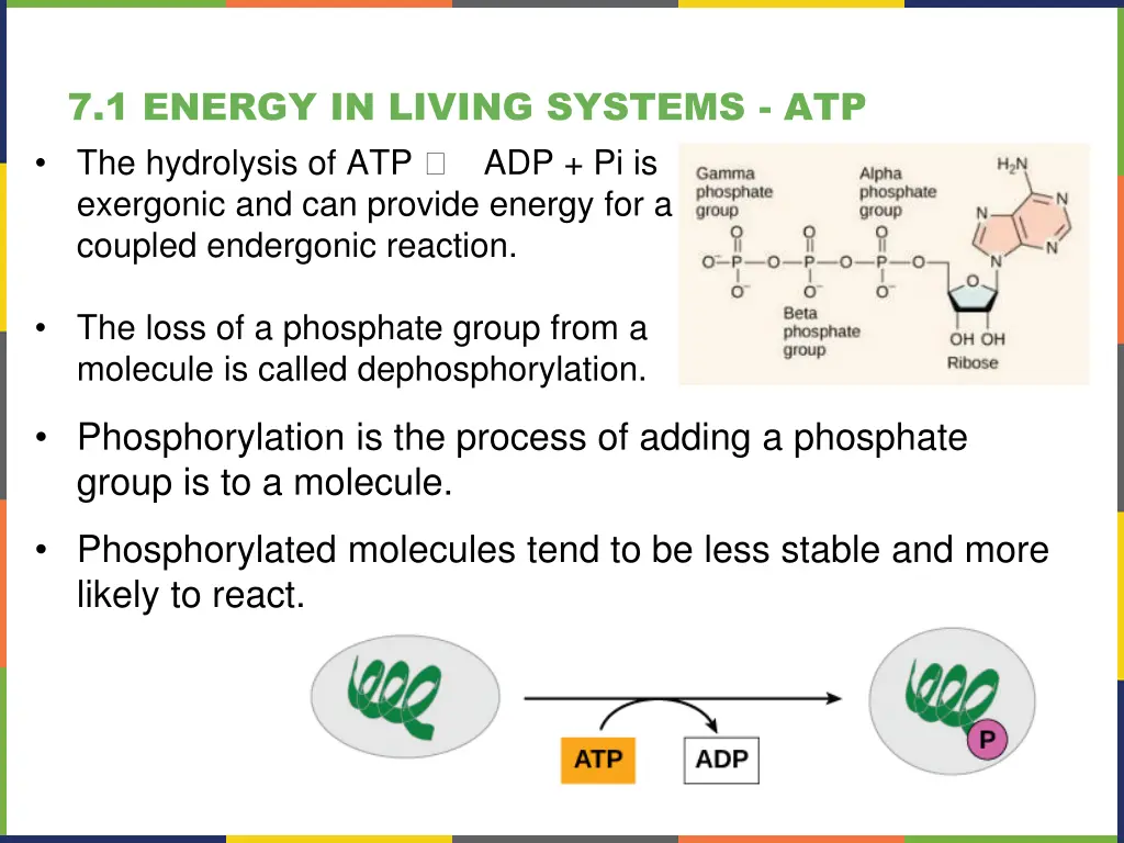 7 1 energy in living systems atp the hydrolysis