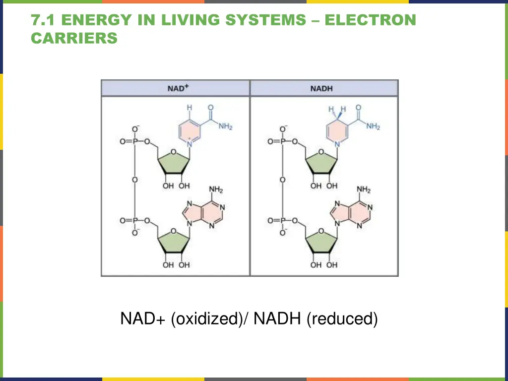 7 1 energy in living systems electron carriers 1