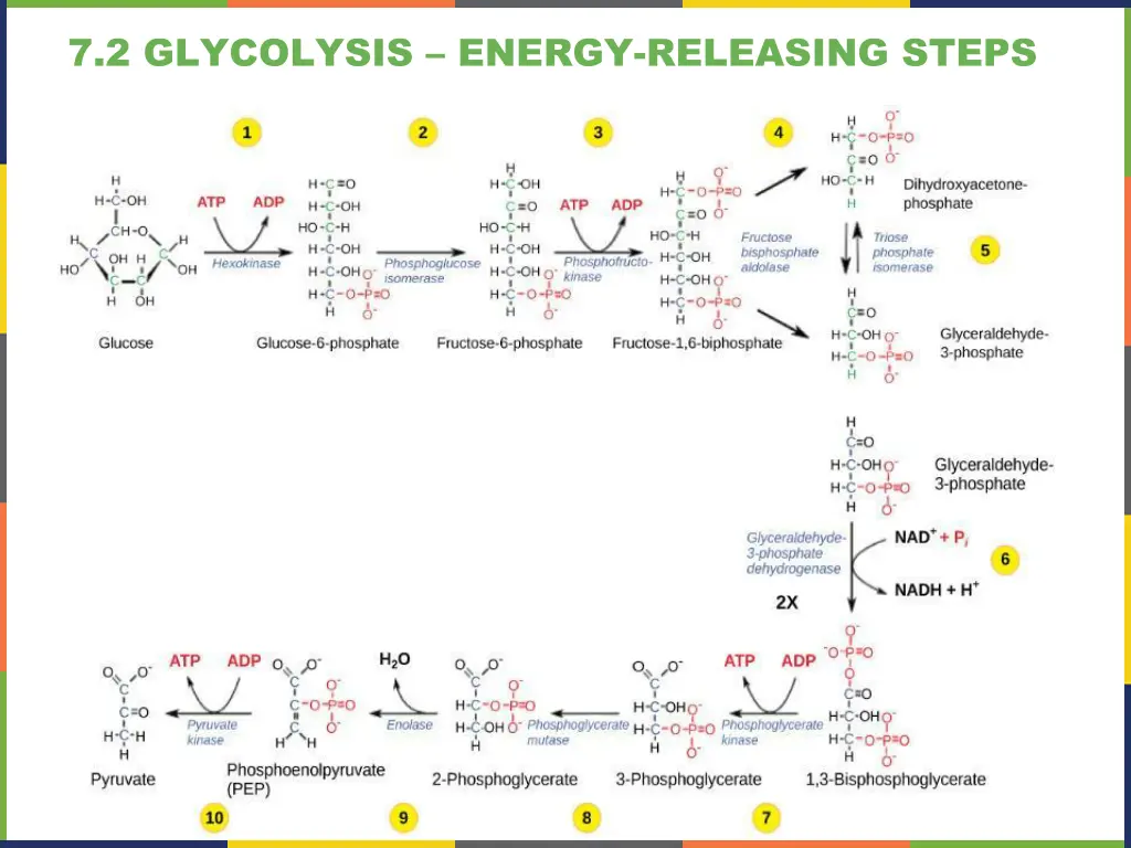 7 2 glycolysis energy releasing steps 1
