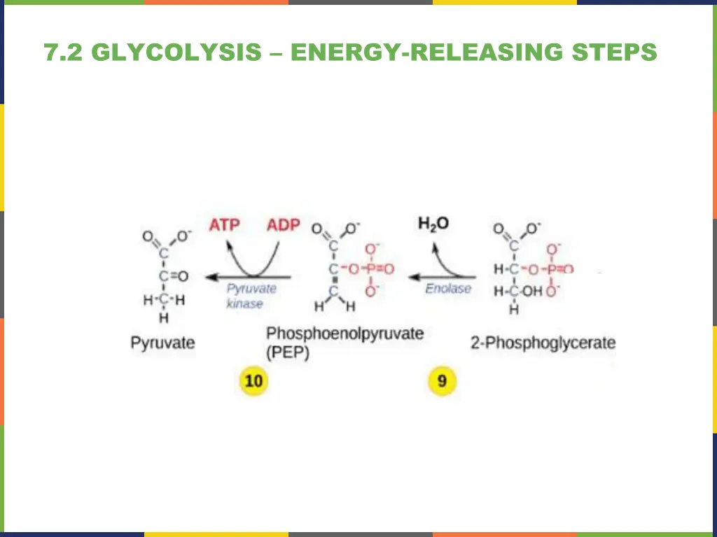 7 2 glycolysis energy releasing steps 3