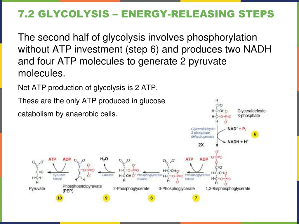 7 2 glycolysis energy releasing steps