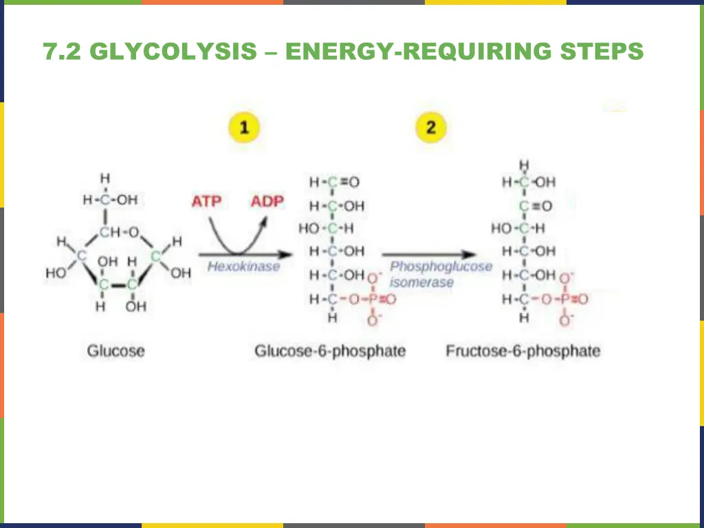 7 2 glycolysis energy requiring steps 1