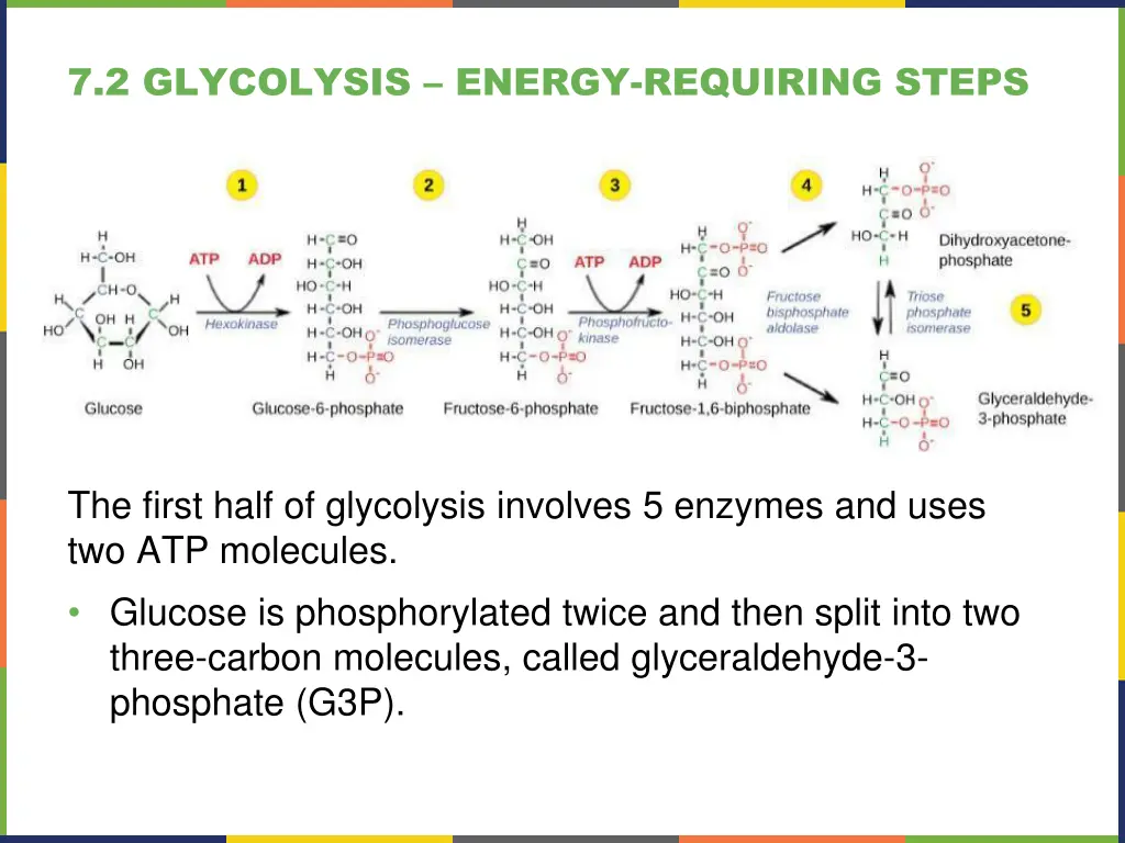 7 2 glycolysis energy requiring steps