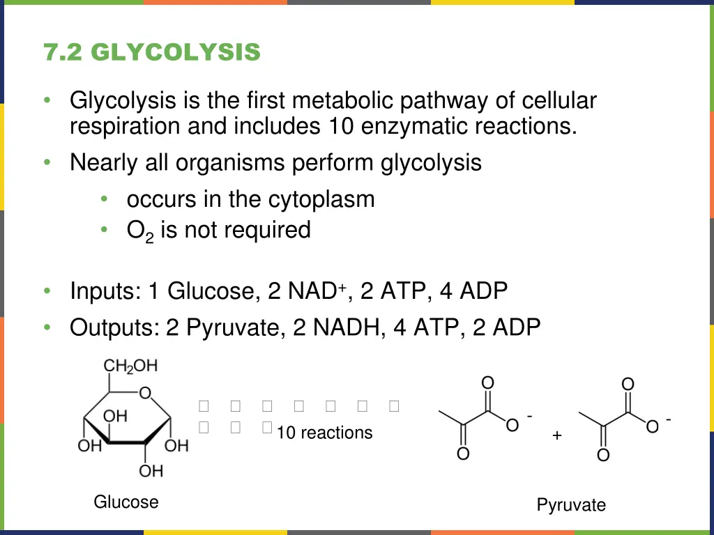 7 2 glycolysis