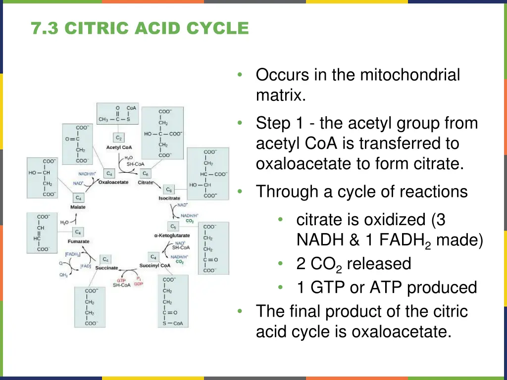 7 3 citric acid cycle