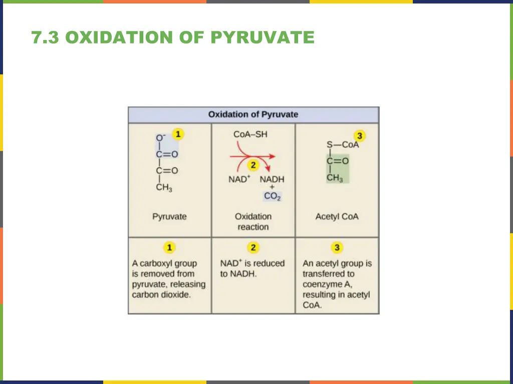 7 3 oxidation of pyruvate 1