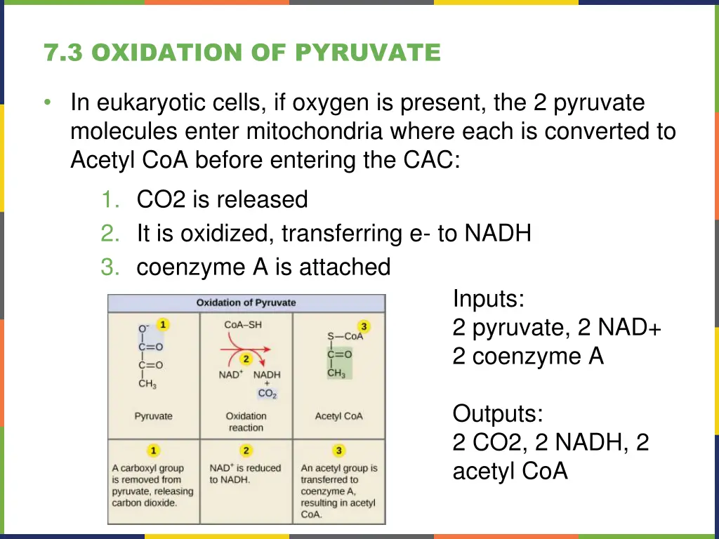 7 3 oxidation of pyruvate