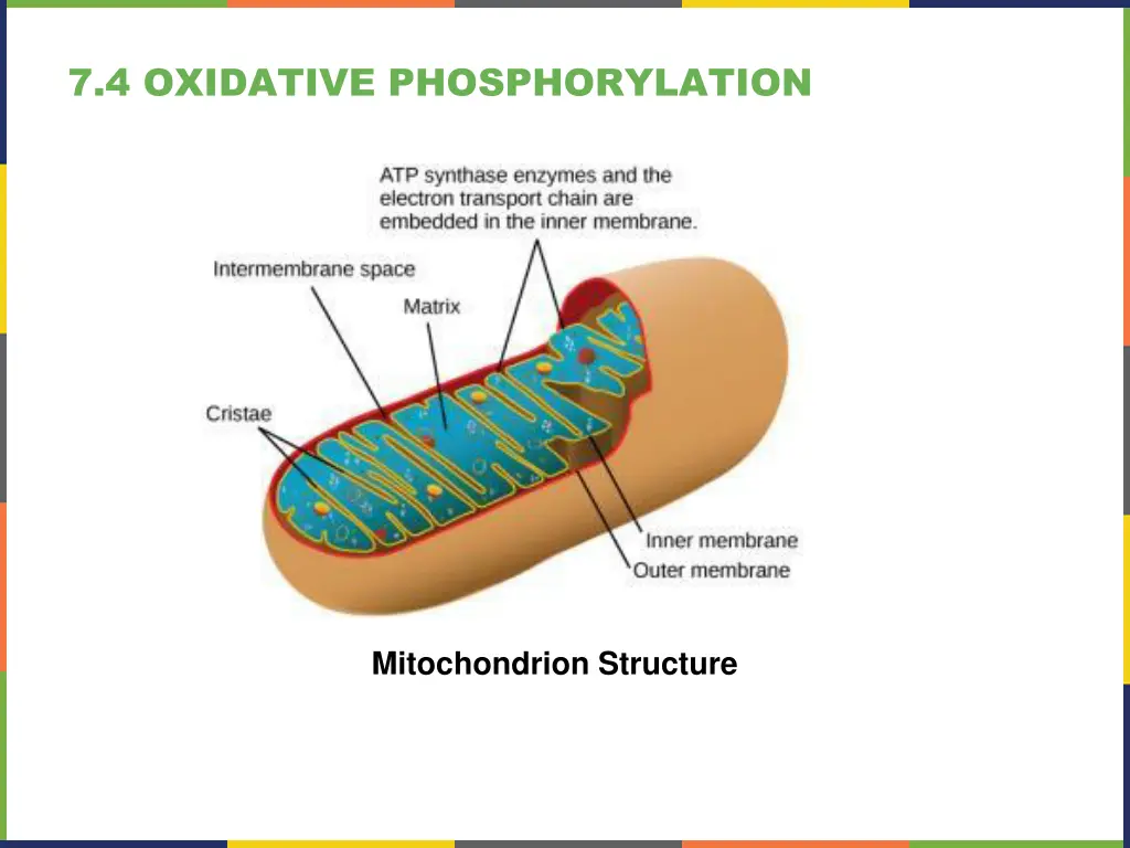 7 4 oxidative phosphorylation 1