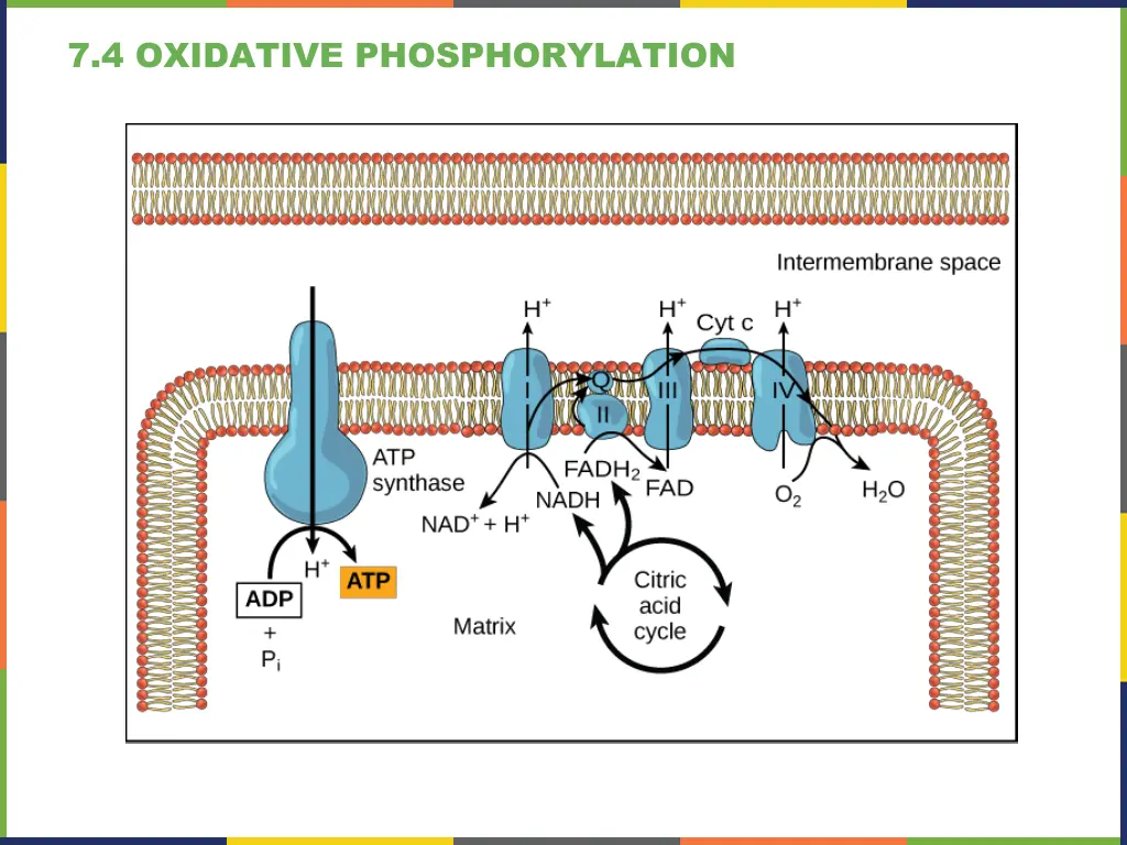7 4 oxidative phosphorylation 2