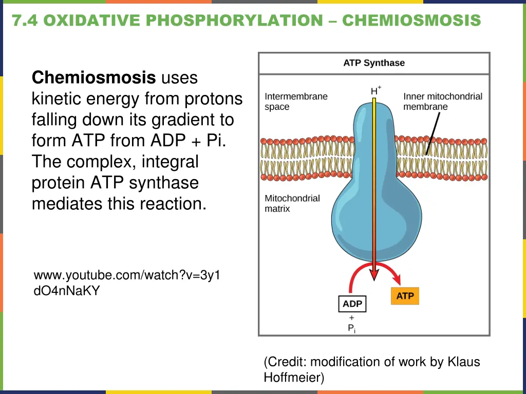7 4 oxidative phosphorylation chemiosmosis