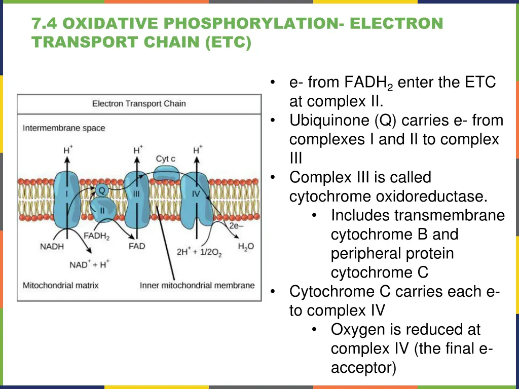 7 4 oxidative phosphorylation electron transport 2