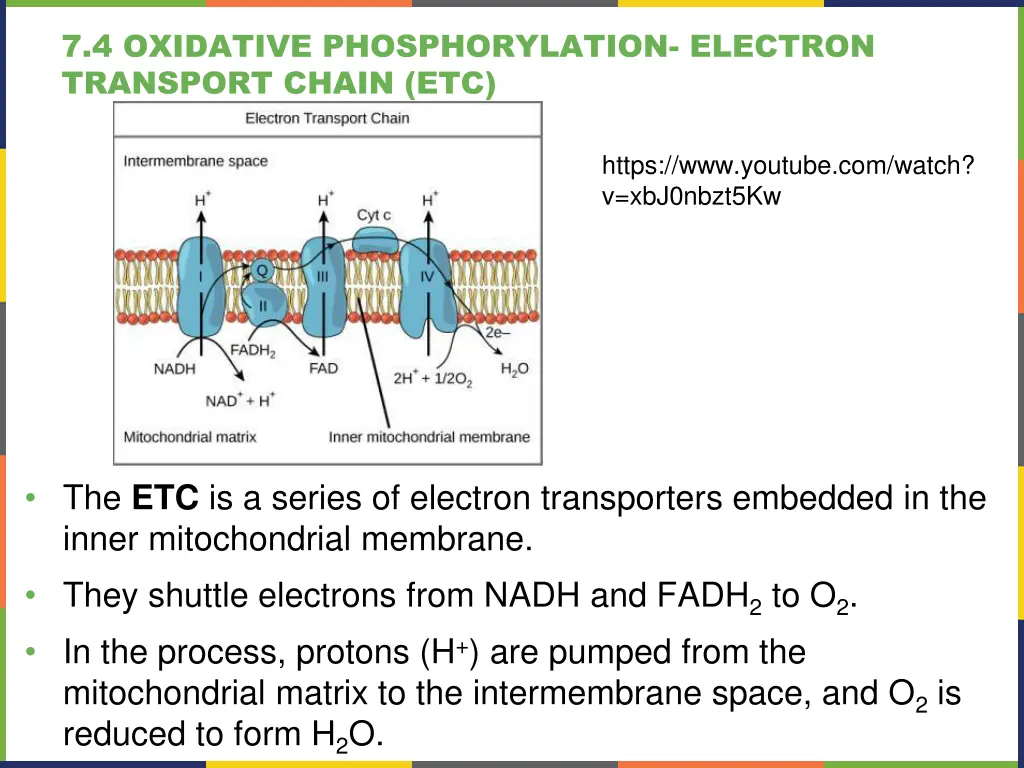 7 4 oxidative phosphorylation electron transport