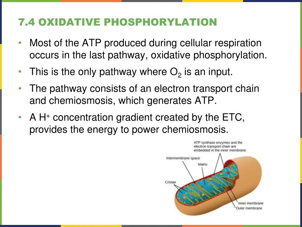 7 4 oxidative phosphorylation