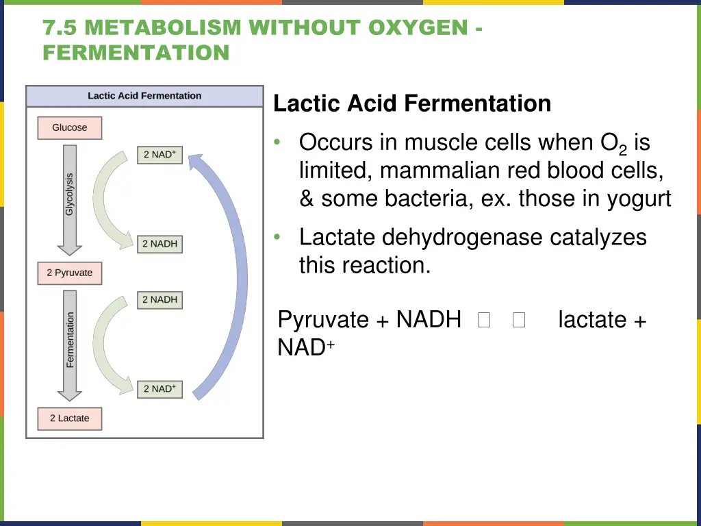 7 5 metabolism without oxygen fermentation 1