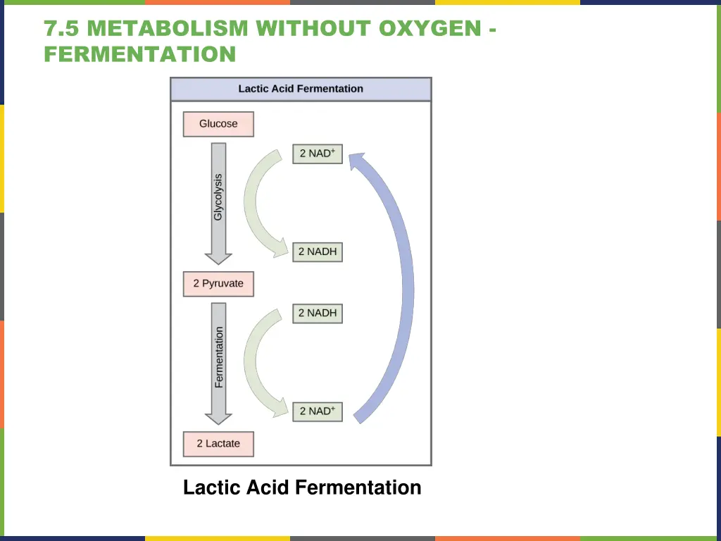 7 5 metabolism without oxygen fermentation 2