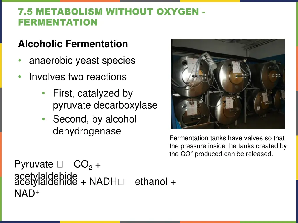 7 5 metabolism without oxygen fermentation 3