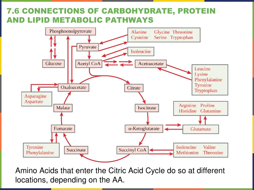7 6 connections of carbohydrate protein and lipid 1