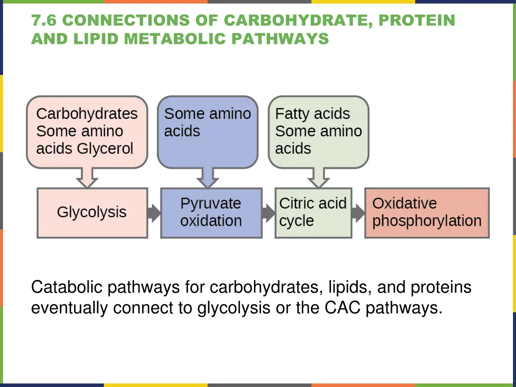 7 6 connections of carbohydrate protein and lipid