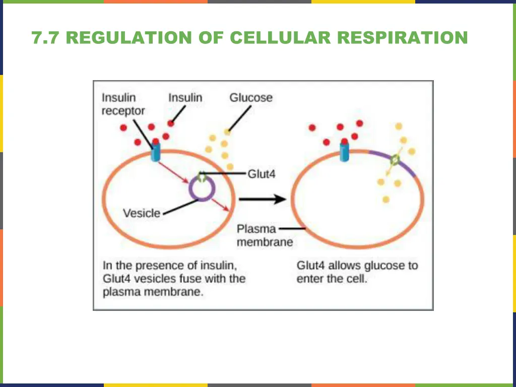 7 7 regulation of cellular respiration 1
