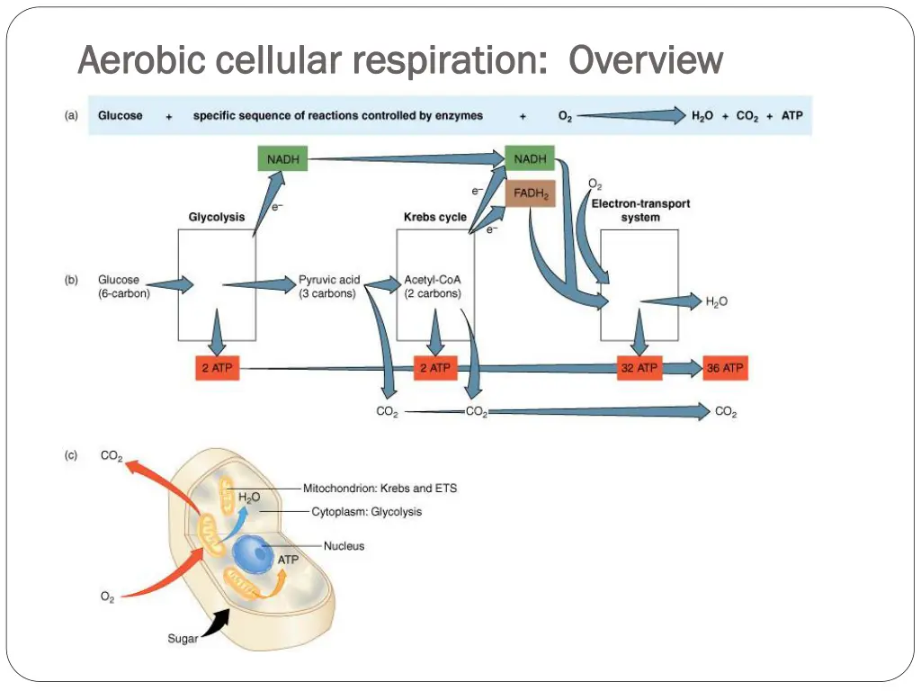 aerobic cellular respiration overview aerobic