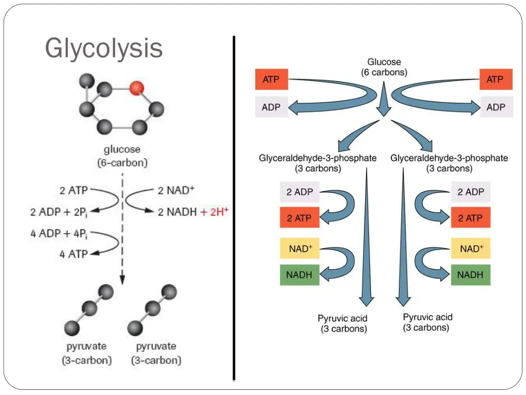 glycolysis