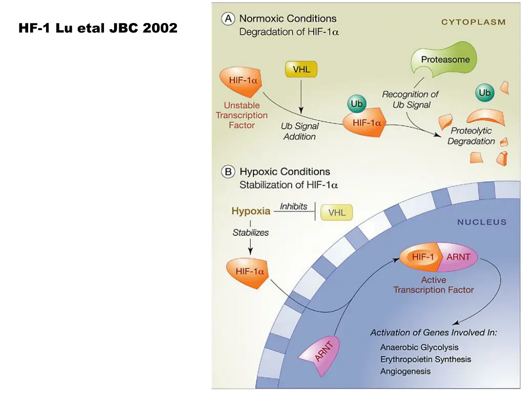 hf 1 lu etal jbc 2002