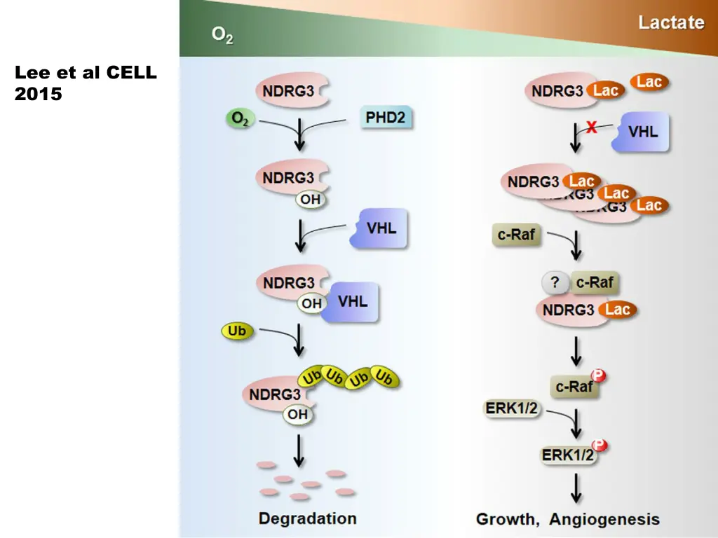 lee et al cell 2015
