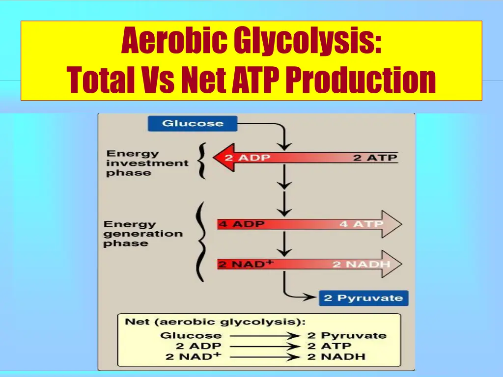 aerobicglycolysis total vs net atpproduction