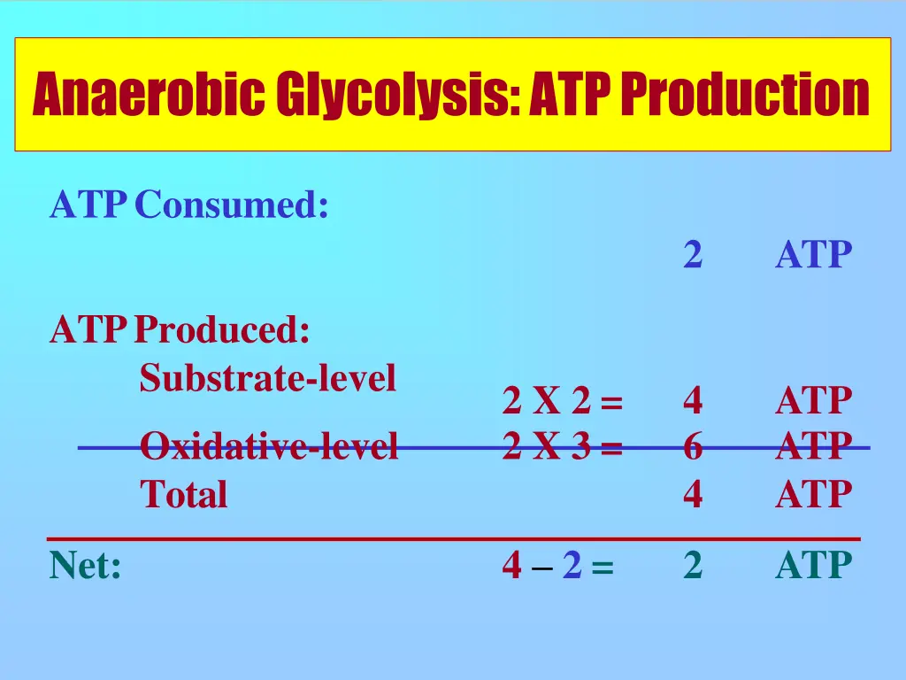 anaerobic glycolysis atpproduction